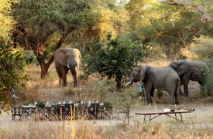 2 Animals in camp 10