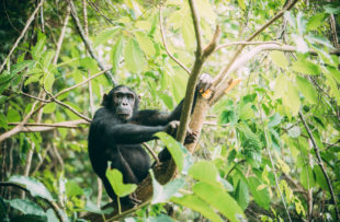 Chimp at Mahale