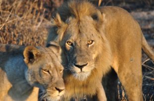 Lion in Ruaha