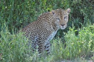 Leopard in the Selous