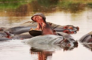 Hippo in the Serengeti