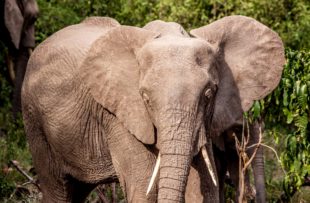 Manyara elephant