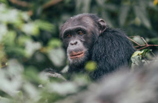 Chimp-Rubondo-Forest