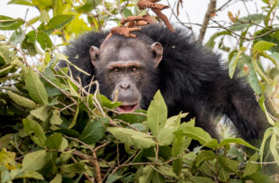 Chimp-habituation-project